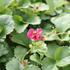 Fragaria ananassa 'Summer Breeze Rose' F1.JPG