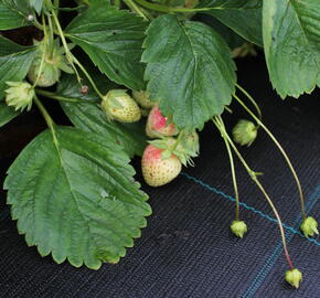 Jahodník jednouplodící 'Malwina' - Fragaria ananassa 'Malwina'