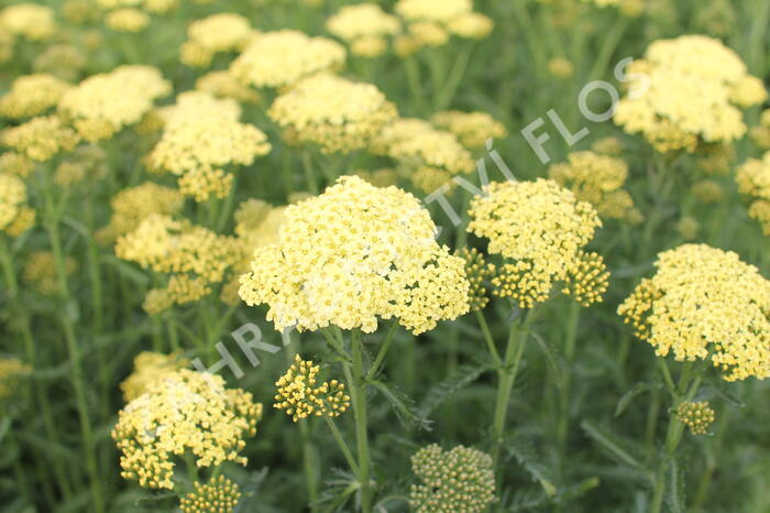 Řebříček obecný 'Summer Fruits Lemon' - Achillea millefolium 'Summer Fruits Lemon'