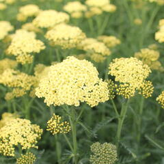 Řebříček obecný 'Summer Fruits Lemon' - Achillea millefolium 'Summer Fruits Lemon'