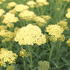 Achillea millefolium 'Summer Fruits Lemon'_01.JPG