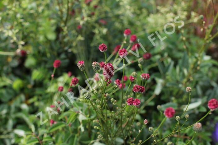 Krvavec toten 'Proud Mary' - Sanguisorba officinalis 'Proud Mary'