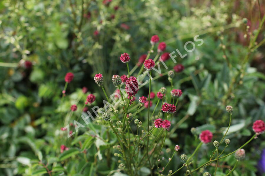 Krvavec toten 'Proud Mary' - Sanguisorba officinalis 'Proud Mary'