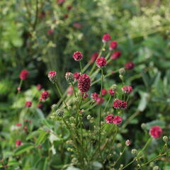 Krvavec toten 'Proud Mary' - Sanguisorba officinalis 'Proud Mary'