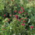 Sanguisorba 'Proud Mary'_02.JPG