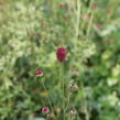 Krvavec toten 'Proud Mary' - Sanguisorba officinalis 'Proud Mary'