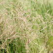 Metlice trsnatá 'Pixie Fountain' - Deschampsia caespitosa 'Pixie Fountain'