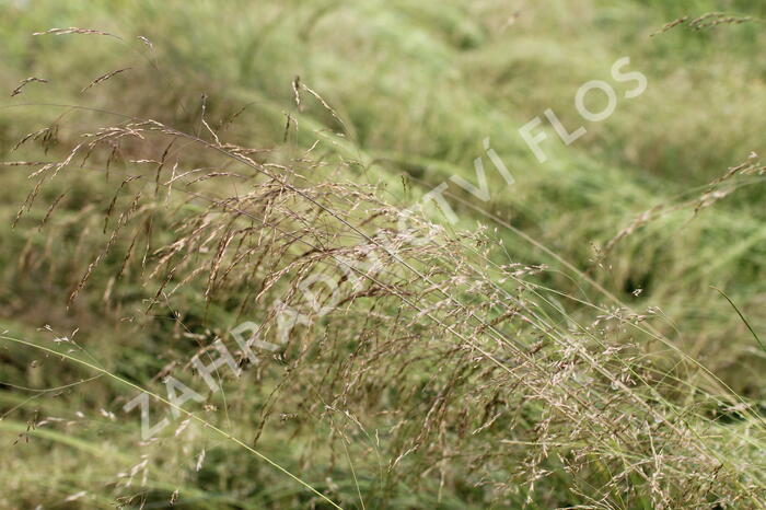 Metlice trsnatá 'Pixie Fountain' - Deschampsia caespitosa 'Pixie Fountain'