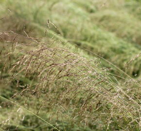 Metlice trsnatá 'Pixie Fountain' - Deschampsia caespitosa 'Pixie Fountain'