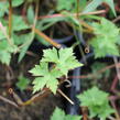 Kakost 'Rosetta' - Geranium 'Rosetta'