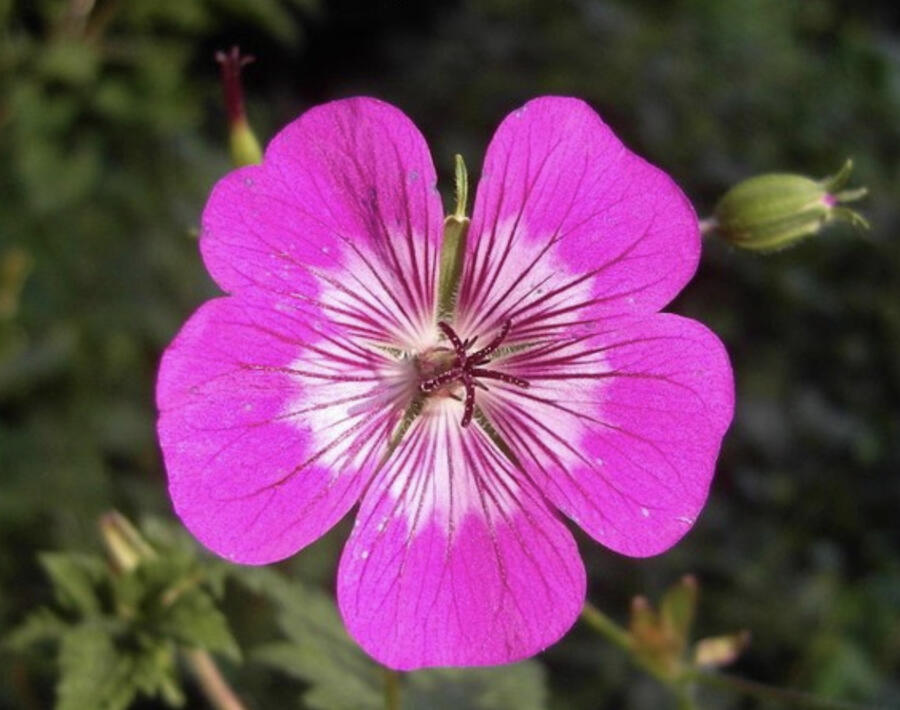 Kakost 'Rosetta' - Geranium 'Rosetta'