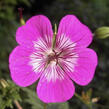 Kakost 'Rosetta' - Geranium 'Rosetta'