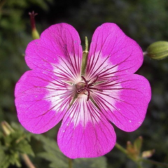 Kakost 'Rosetta' - Geranium 'Rosetta'