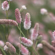 Krvavec toten 'Tanna Pink' - Sanguisorba officinalis 'Tanna Pink'