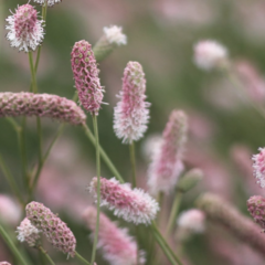 Krvavec toten 'Tanna Pink' - Sanguisorba officinalis 'Tanna Pink'