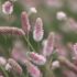 Sanguisorba officinalis 'Tanna Pink'.png