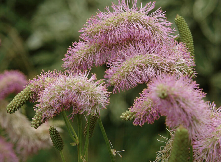 Krvavec 'Pink Brushes' - Sanguisorba hybrida 'Pink Brushes'