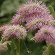 Krvavec 'Pink Brushes' - Sanguisorba hybrida 'Pink Brushes'