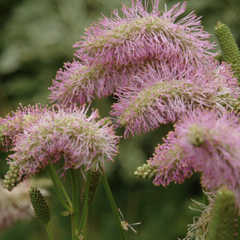 Krvavec 'Pink Brushes' - Sanguisorba hybrida 'Pink Brushes'