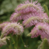 Sanguisorba hybrida 'Pink Brushes'.png