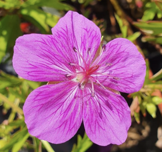 Kakost 'Starman' - Geranium 'Starman'