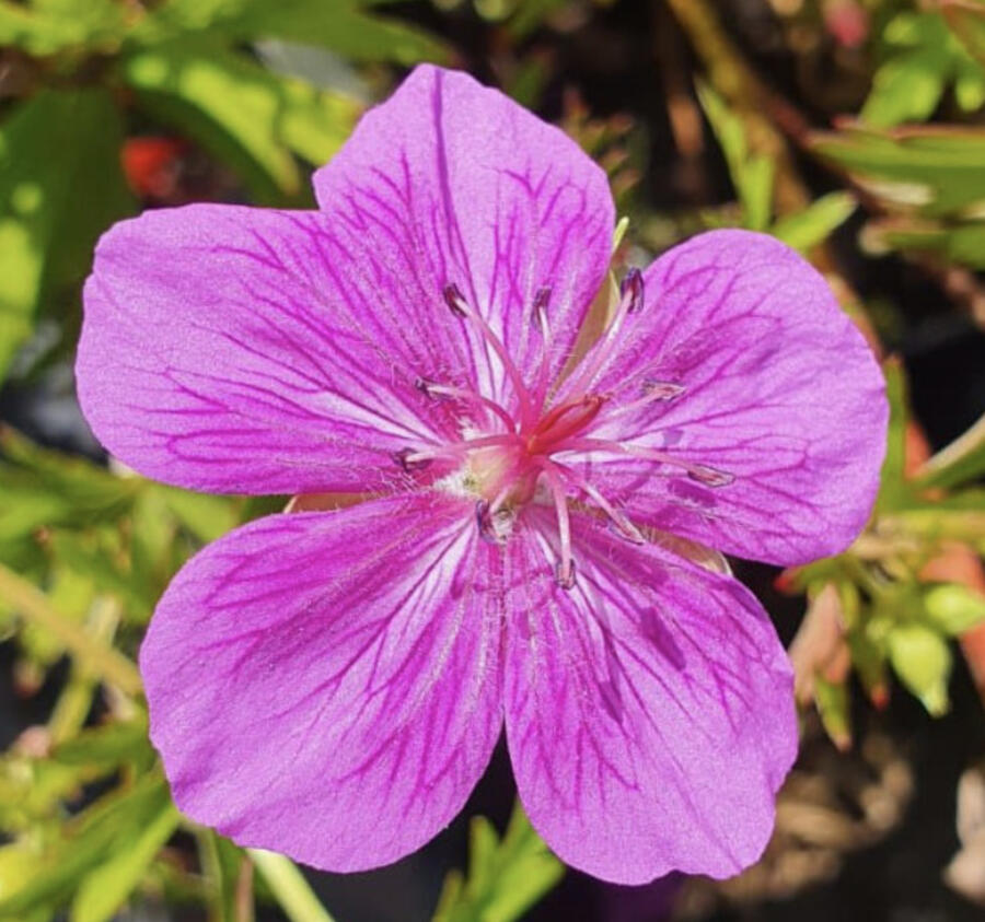 Kakost 'Starman' - Geranium 'Starman'