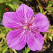 Kakost 'Starman' - Geranium 'Starman'