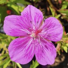 Kakost 'Starman' - Geranium 'Starman'