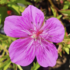 Geranium 'Starman'.png