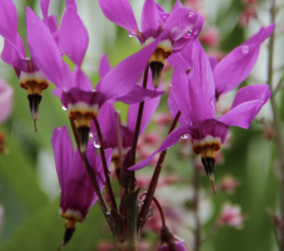 Boží květ zahradní 'Aphrodite' - Dodecatheon meadia 'Aphrodite'