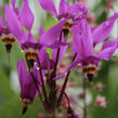 Boží květ zahradní 'Aphrodite' - Dodecatheon meadia 'Aphrodite'