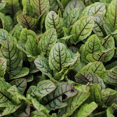 Šťovík krvavý - Rumex sanguinea ssp. sanguineus