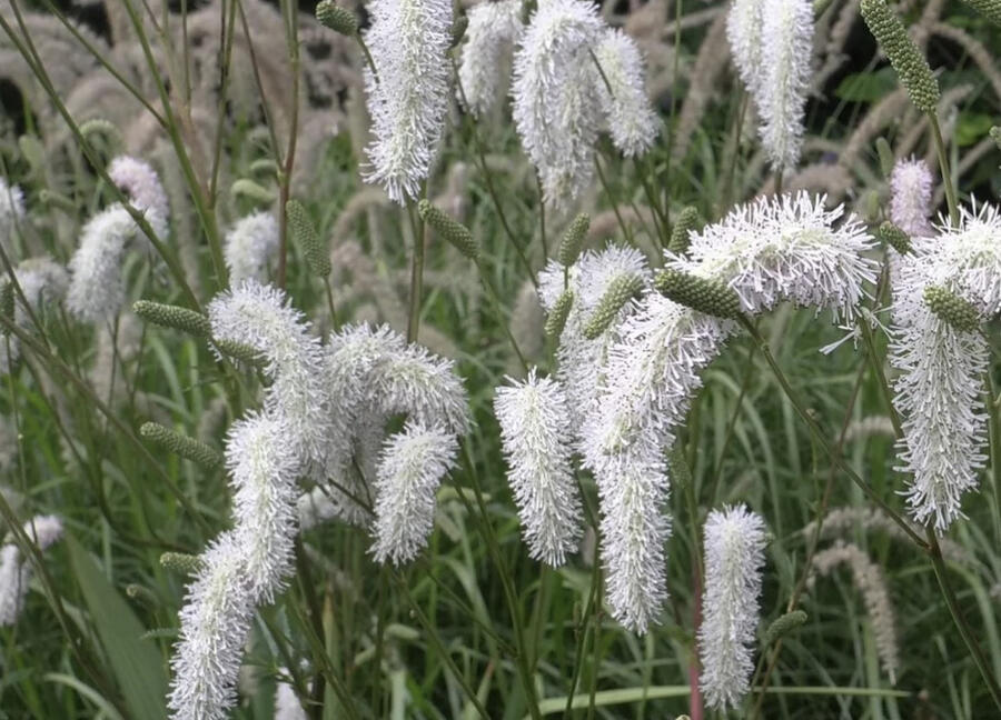 Krvavec 'Burr Blanc' - Sanguisorba hybrida 'Burr Blanc'