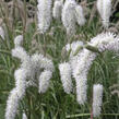 Krvavec 'Burr Blanc' - Sanguisorba hybrida 'Burr Blanc'