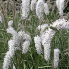 Krvavec 'Burr Blanc' - Sanguisorba hybrida 'Burr Blanc'