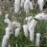 Sanguisorba hybrida 'Burr Blanc'.png