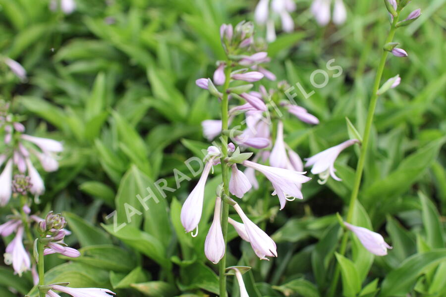 Bohyška 'Green Bag' - Hosta 'Green Bag'