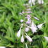 Hosta 'Green Bag'_02.JPG