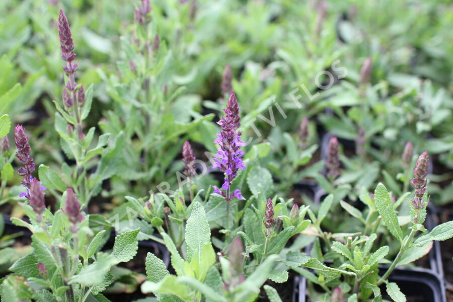 Šalvěj hajní 'Salute Navy Blue' - Salvia nemorosa 'Salute Navy Blue'