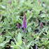 Salvia nemorosa 'Salute Navy Blue'.JPG