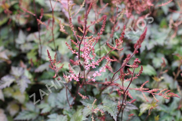 Čechrava 'Dunkellachs' - Astilbe simplicifolia 'Dunkellachs'