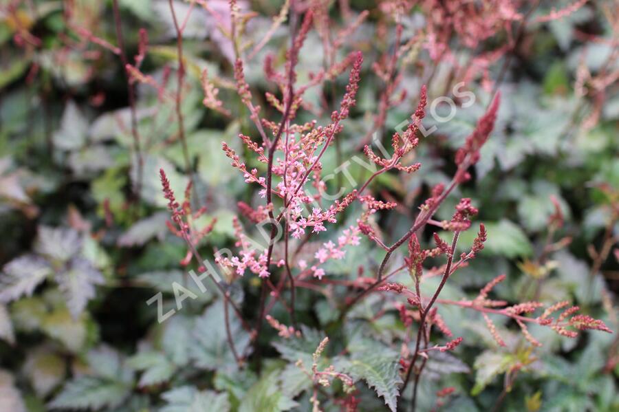 Čechrava 'Dunkellachs' - Astilbe simplicifolia 'Dunkellachs'