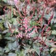 Čechrava 'Dunkellachs' - Astilbe simplicifolia 'Dunkellachs'