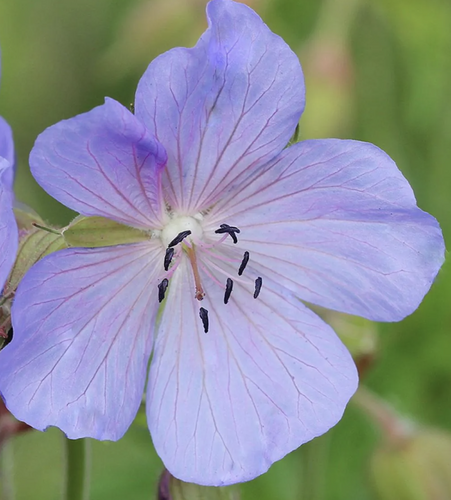 Kakost 'Victor Reiter Jr.' - Geranium 'Victor Reiter Jr.'