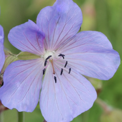 Kakost 'Victor Reiter Jr.' - Geranium 'Victor Reiter Jr.'