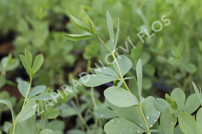 Baptisie 'Indigo Skies' - Baptisia 'Indigo Skies'