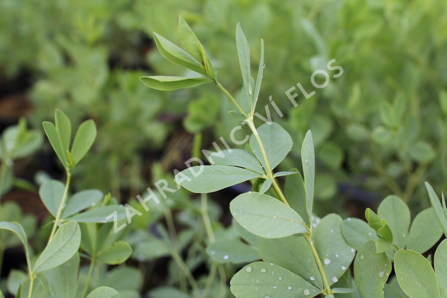 Baptisie 'Indigo Skies' - Baptisia 'Indigo Skies'