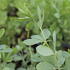 Baptisia 'Indigo Skies'.JPG