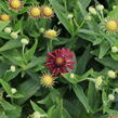 Záplevák podzimní 'Mariach MT Siesta' - Helenium autumnale 'Mariachi MT Siesta'