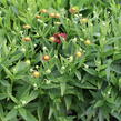 Záplevák podzimní 'Mariach MT Siesta' - Helenium autumnale 'Mariachi MT Siesta'